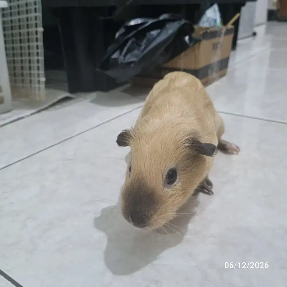 Guinea pig jantan