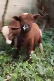 sepasang cempe domba merino p4nd4 4 bulanan exotik langka unik manteb