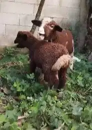 sepasang cempe domba merino p4nd4 4 bulanan exotik langka unik manteb