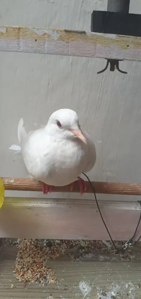 Puter putih kapas albino