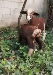 sepasang cempe anakan domba merino p4nd4 4 bulanan langka exotik unik