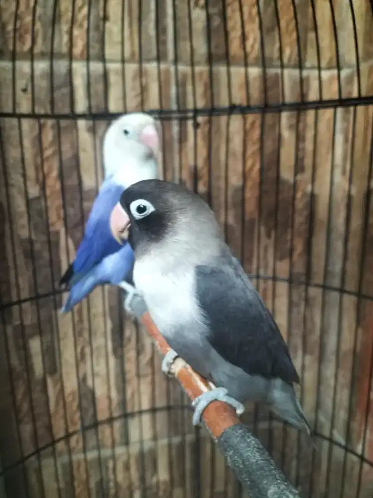 Sepasang burung lovebird biola violet betina jantan batman