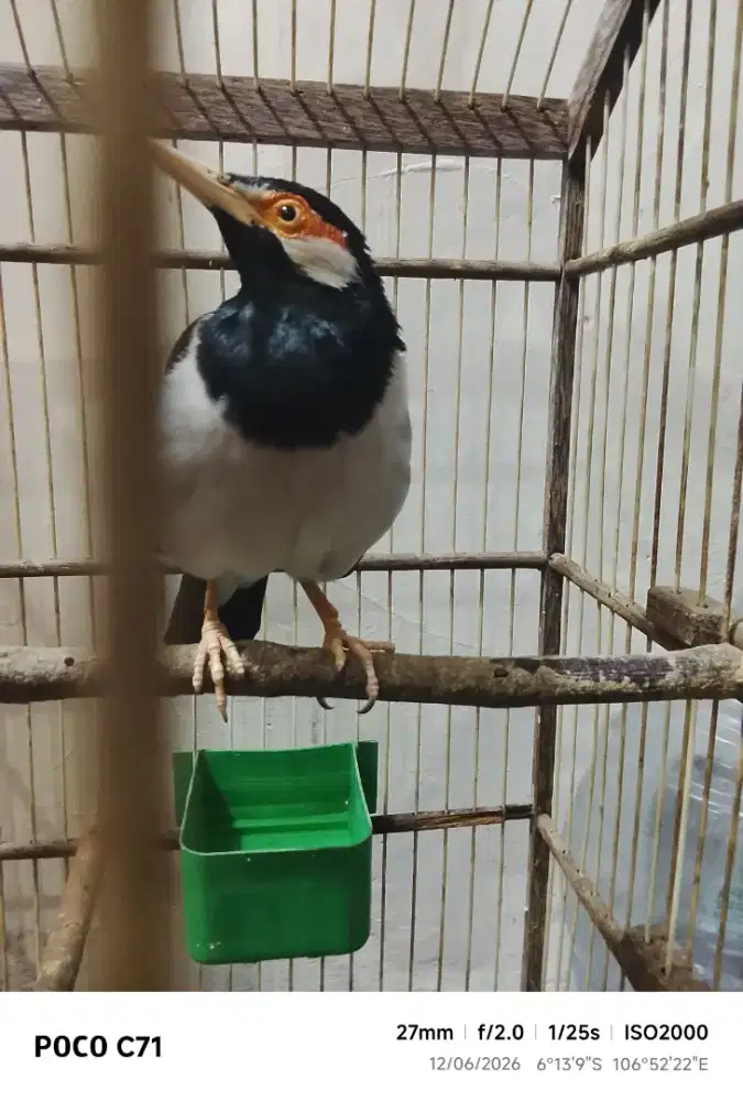 Jalak suren jawa