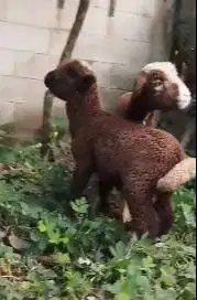 sepasang cempe domba merino p4nd4 4 bulanan exotik langka unik rawatan