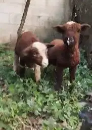 sepasang cempe anakan domba merino p4nd4 4 bln siap koleksi exotik top
