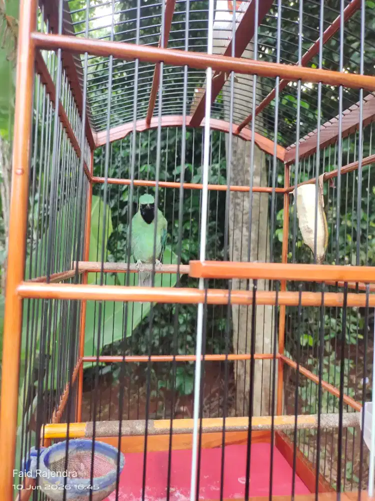 Murai green ex prestasi