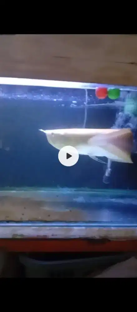 Arowana silver albino uk 65cm mulus rakus mulut mata aman mulut hiu