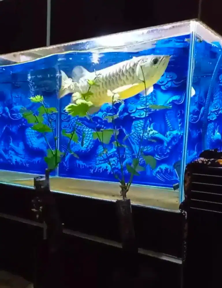 Dijual Ikan Arwana murah!!!