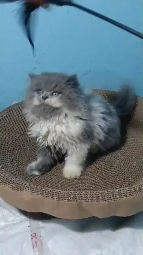 Ready kitten Persia