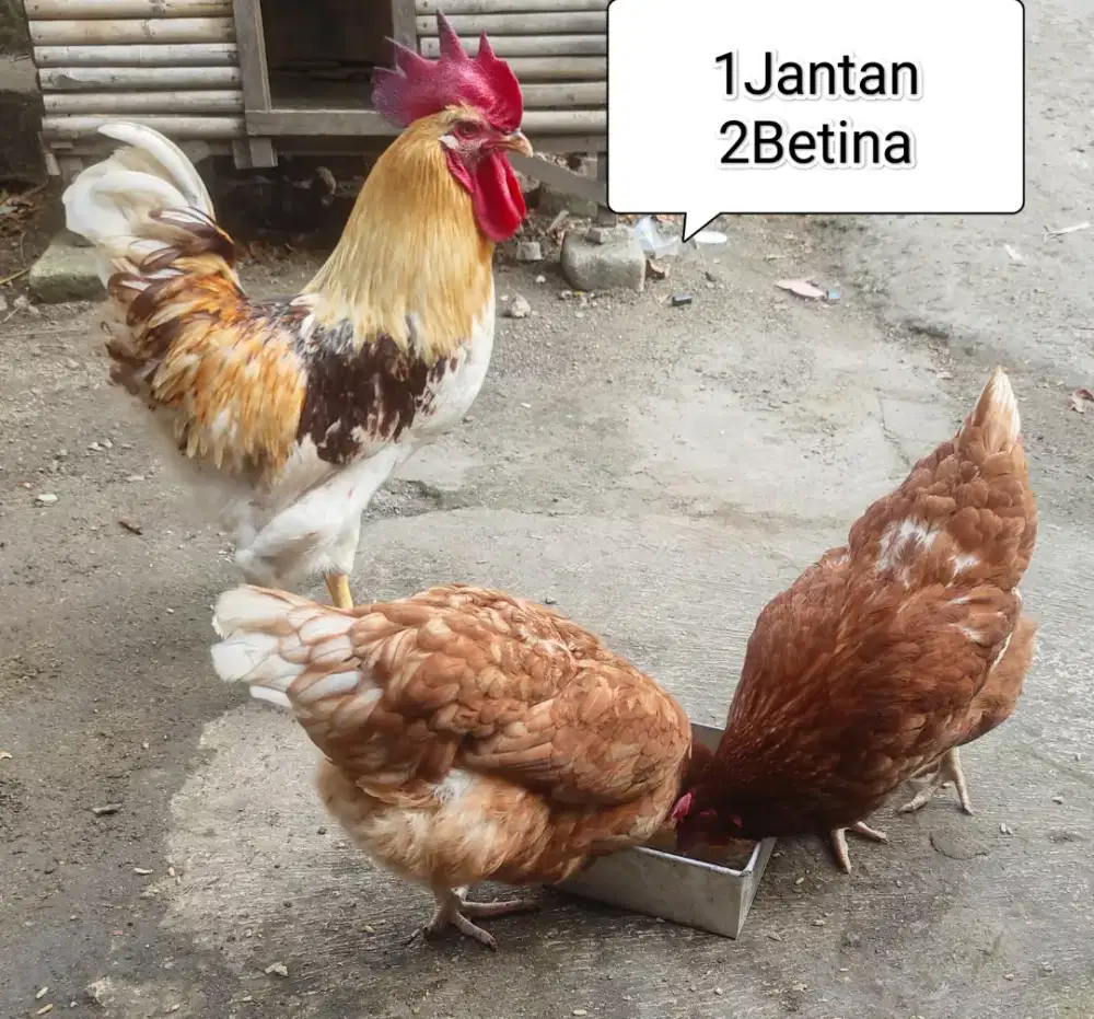 Ayam Petelur (450.000/Nego)