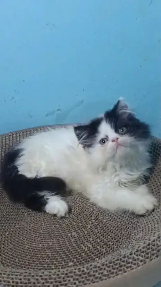 Ready kitten Persia