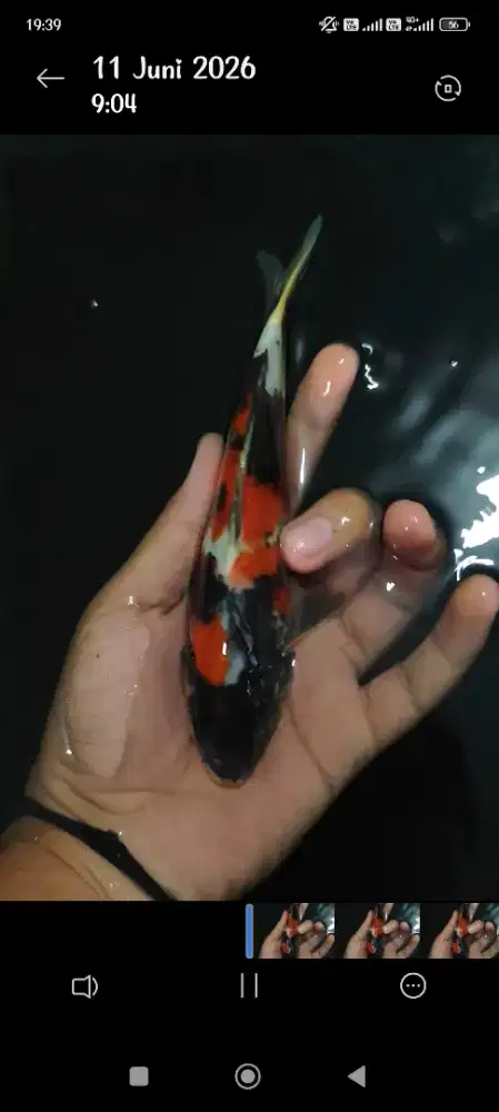 Ikan Koi showa ukrn 23