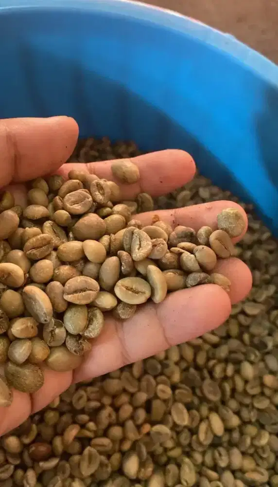 Jual Green Bean Kopi Robusta Dampit Asli Petani