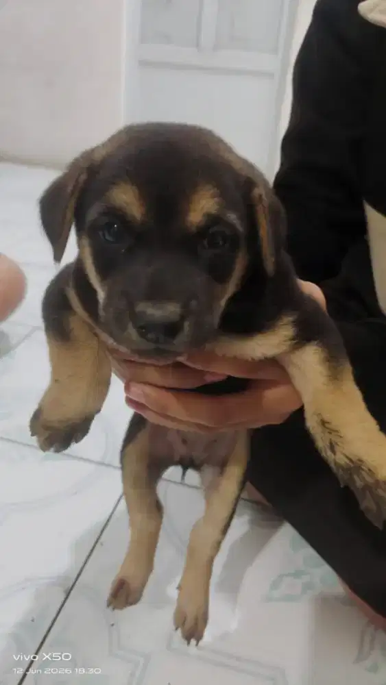 Dijual anak anjing kampung pilihan