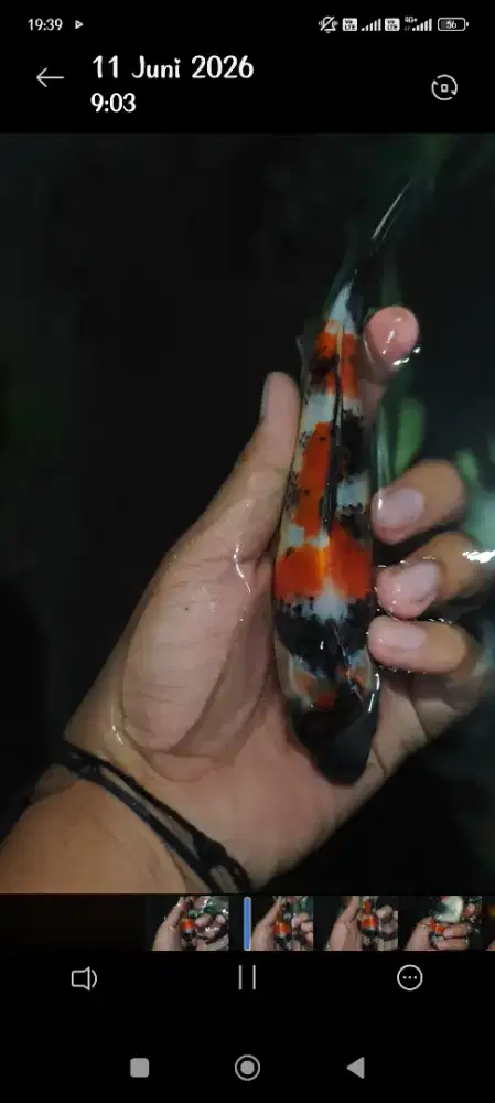 Ikan koi Showa ukrn 23
