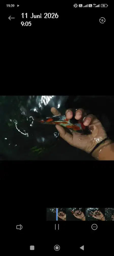 Ikan koi Showa ukrn 23