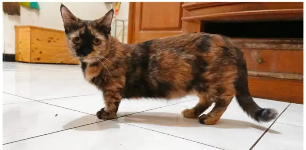 Indukan Munchkin Bonus Kitten Jantan