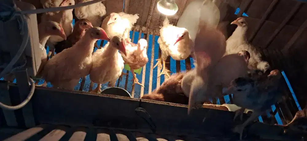 Jual ayam campuran usia sebulan 15rb aja 1ekor