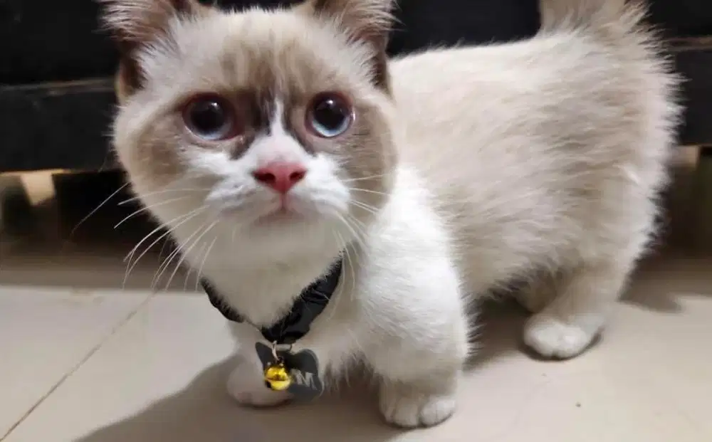Kucing munchkin ragdoll british shorthair bsh