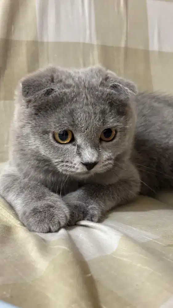 Scottish fold blue british bsh bukan kucing pesek