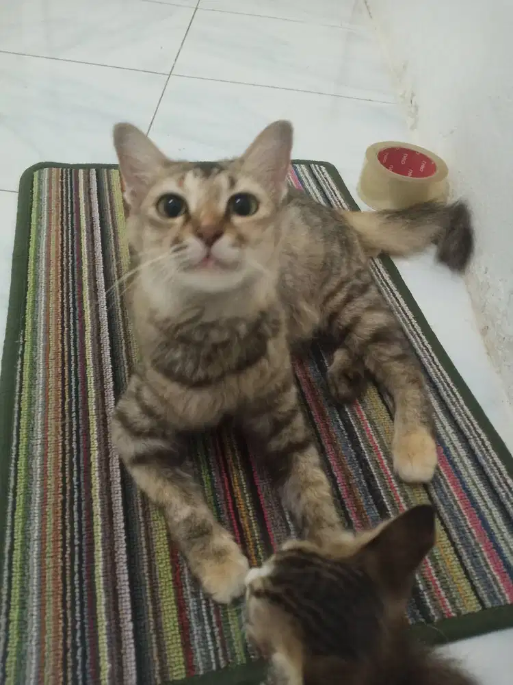 mixdom betina free anak nya