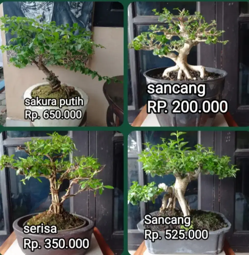 BONSAI SIAP PAJANG