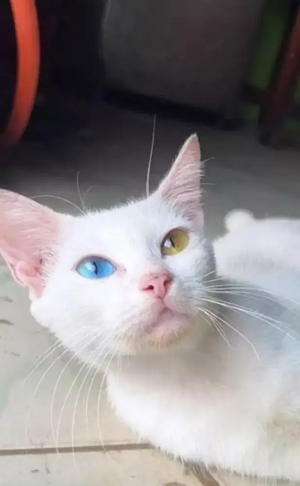 Kucing Odd Edyee