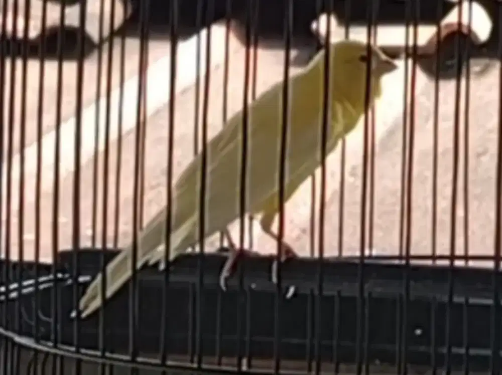 Burung Kenari Loper
