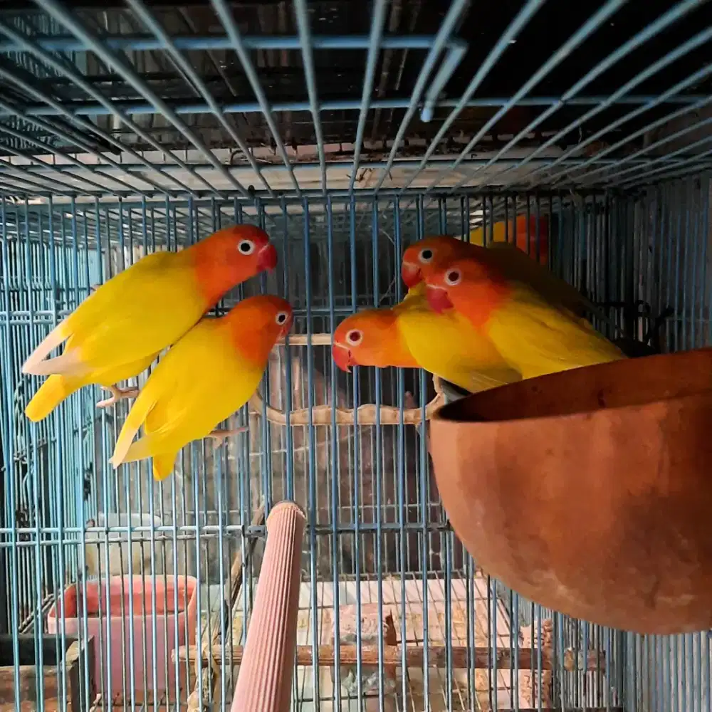 Lovebird lutino usia paud