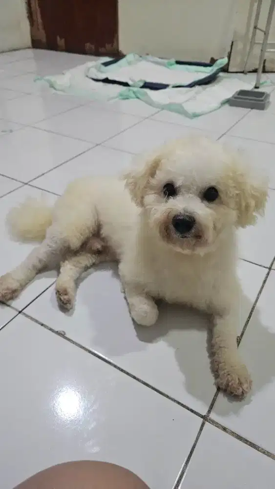 Jual Anjing Bichon Frise