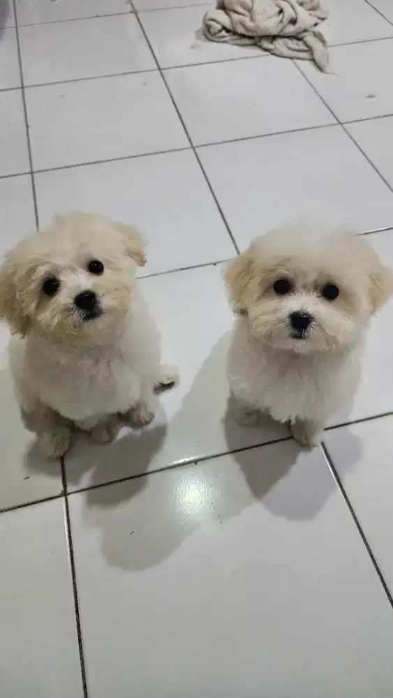 JUAL ANAKAN SHIHPOOCHON