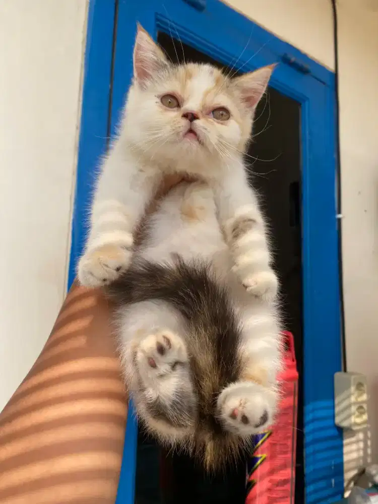 Kucing Peaknose Exo Persia