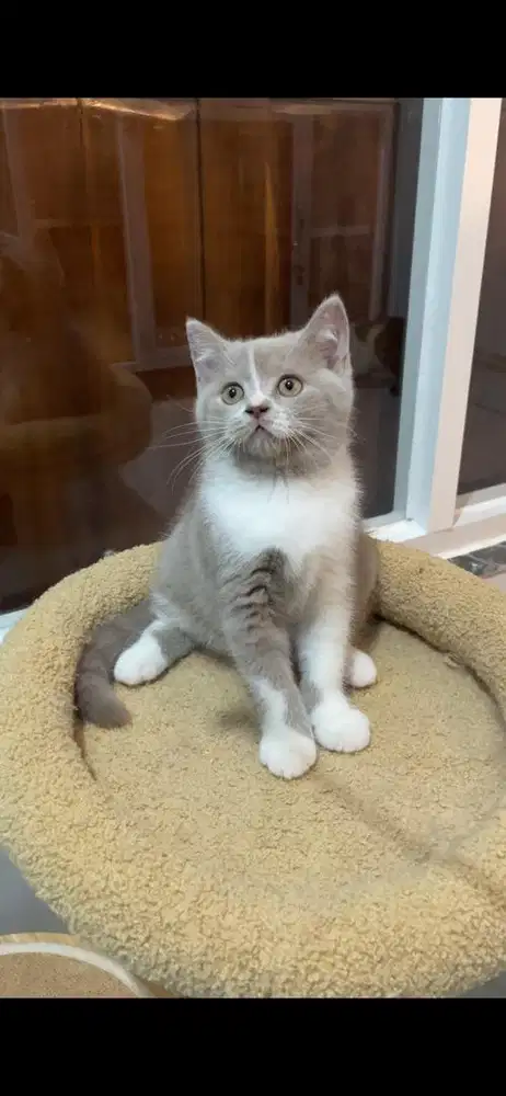 Bsh Fawn jantan kitten
