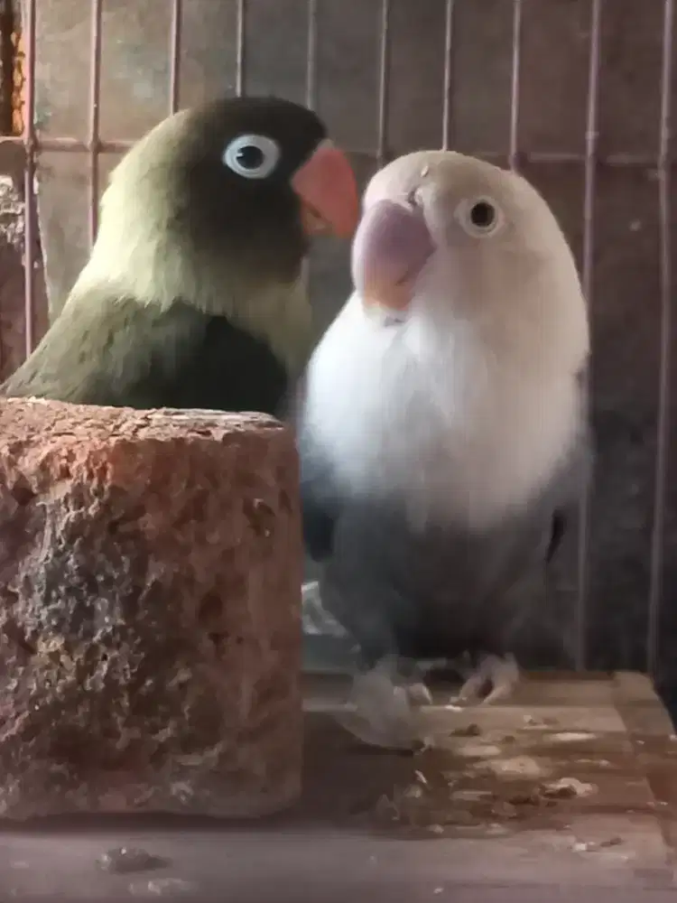 LOVEBIRD  2 EKOR