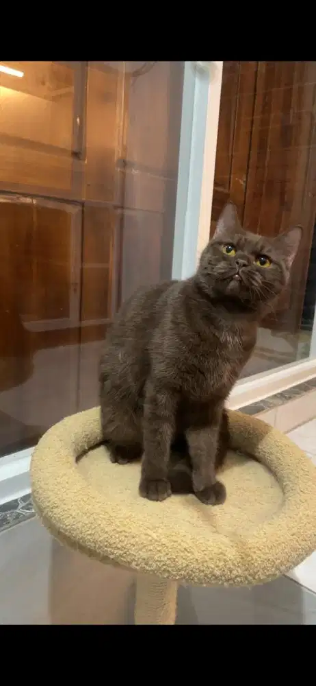 bsh choco betina