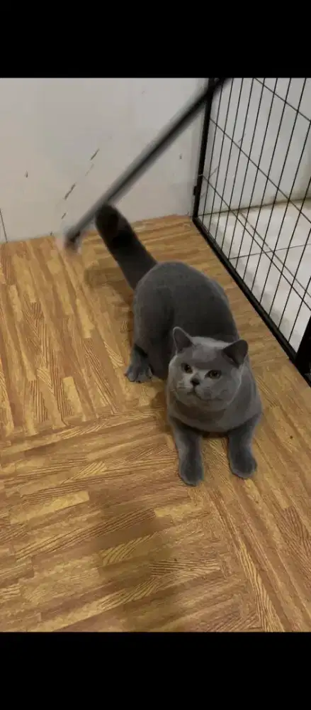 BRITISH SHORTHAIR