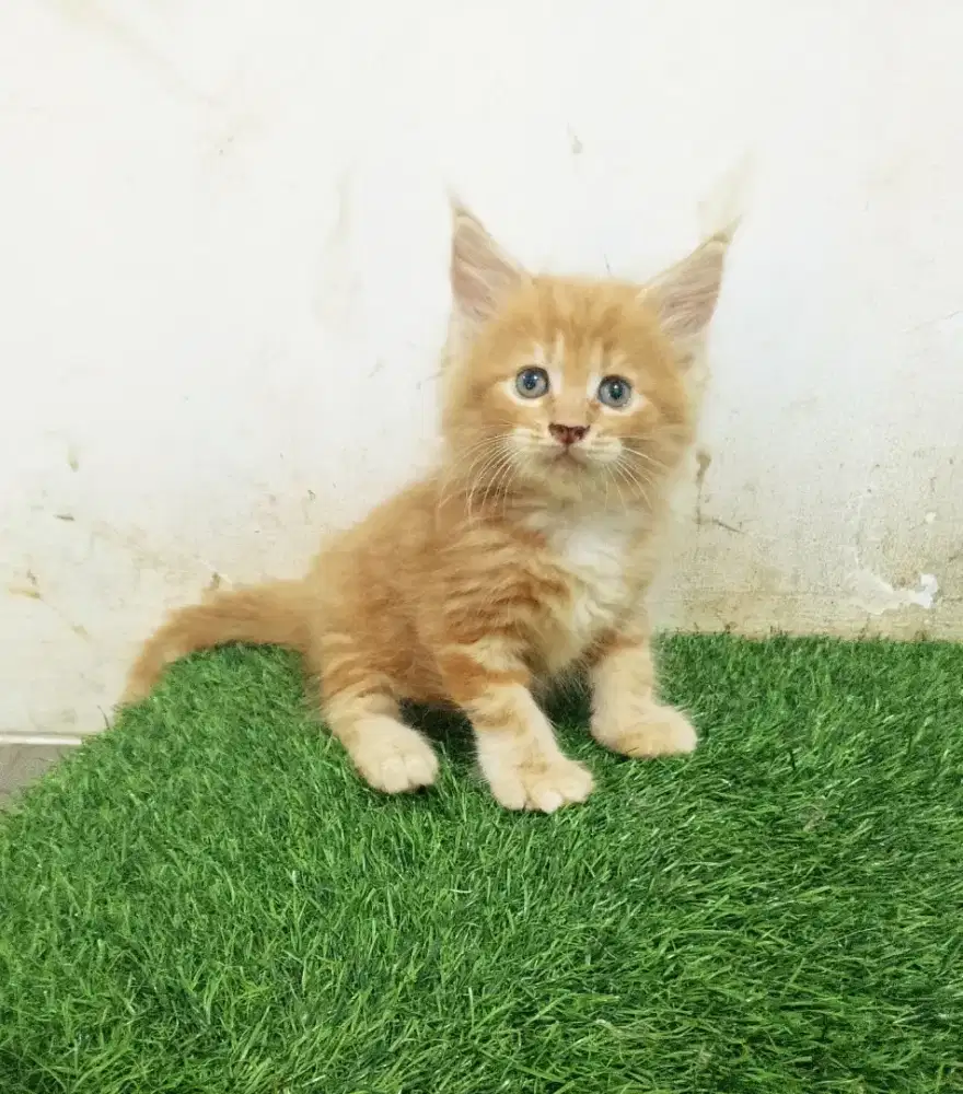 Kitten Jantan MaineCoon Pure No mix. Garansi