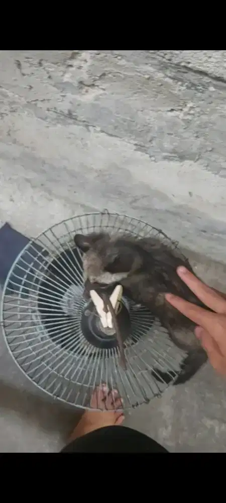 musang pandan ekput
