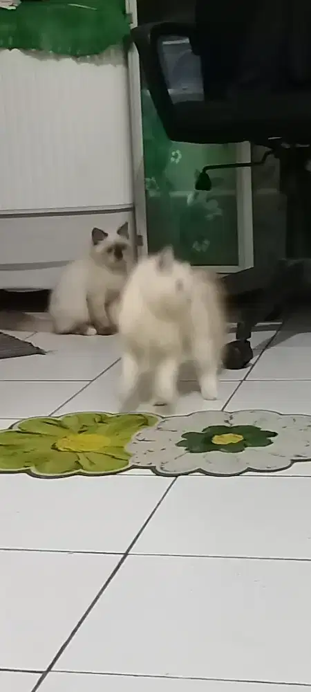Lepas adopt 3bln ada 3 kitten borongin 3 1.2jt loks raden Saleh depok