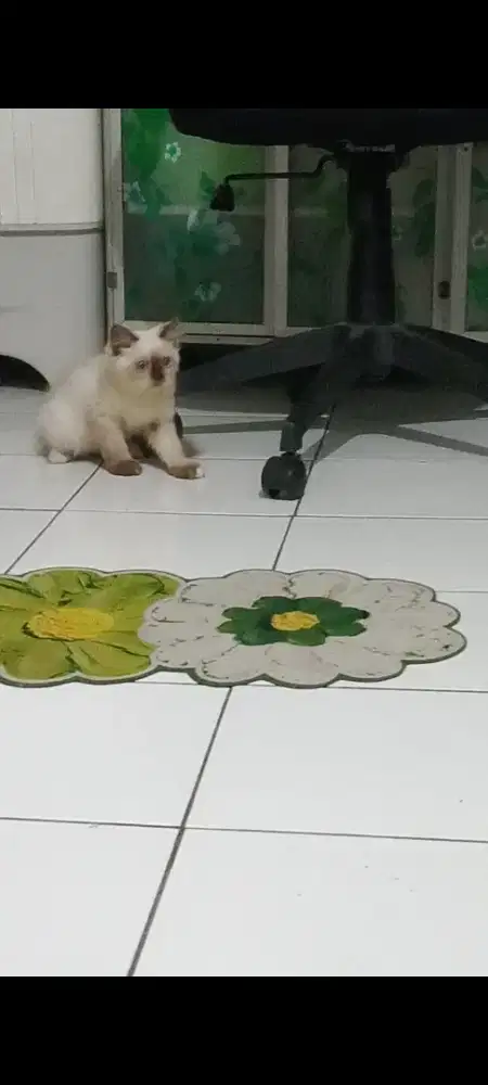 Lepas adopt 3bln ada 3 kitten borongin 3 800rb loks raden Saleh depok