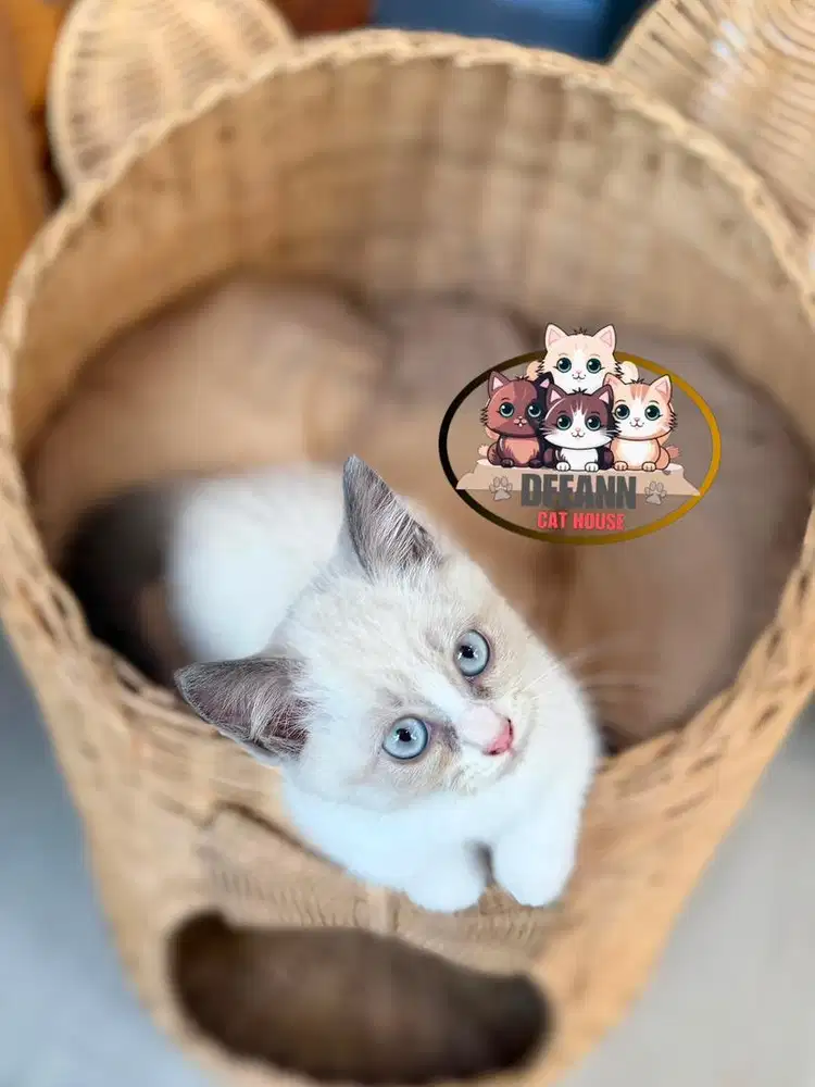 Kucing Munchkin Ragdoll Blue Eyes (Pure)