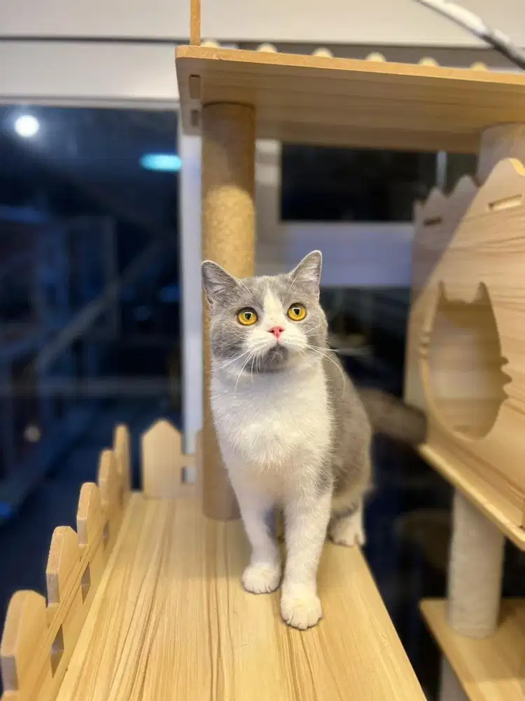 Kucing british shorthair bicolor blue