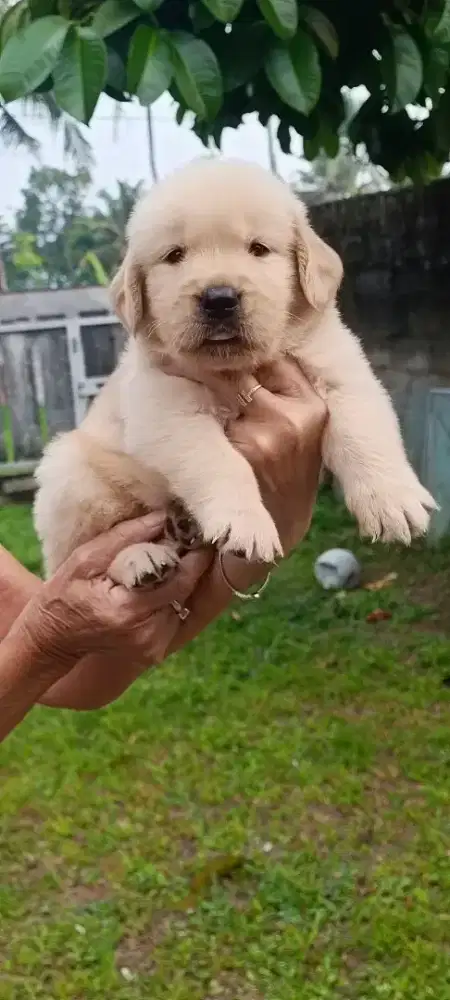 Golden retriever