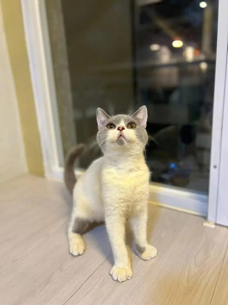 Kucing british shorthair bicolor blue