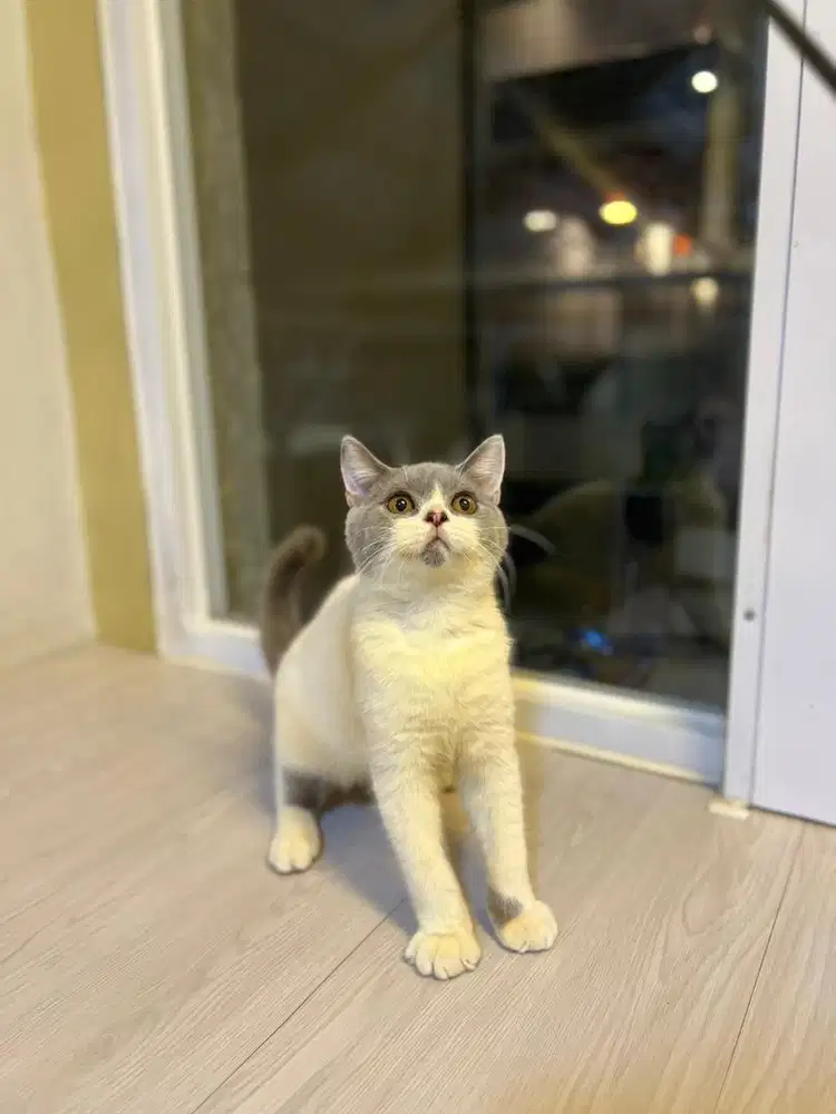 Kucing british shorthair bicolor blue