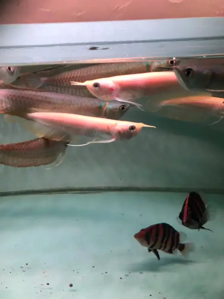 Arowana silver albino