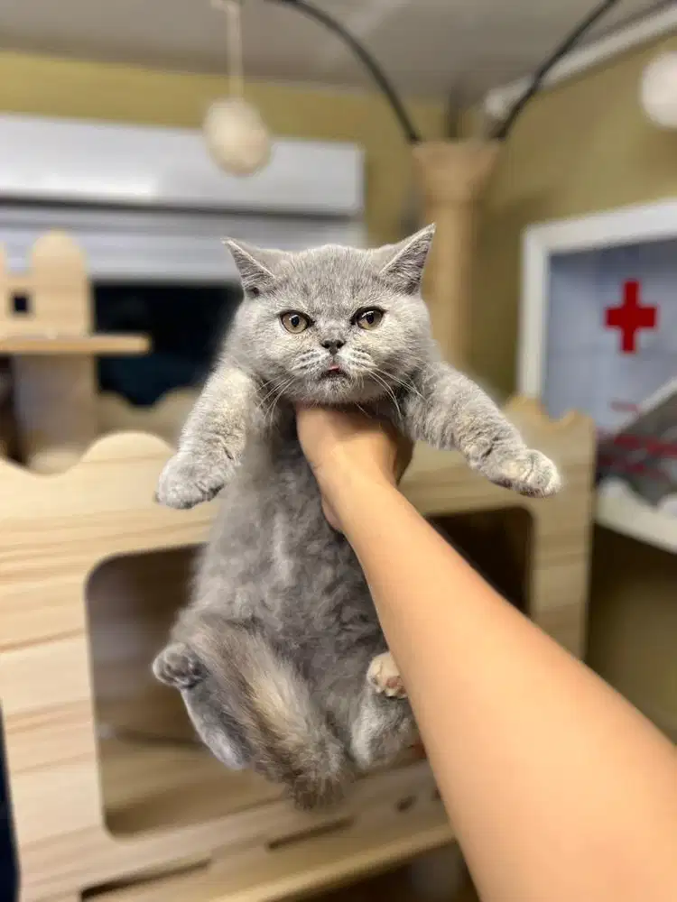 Kucing british shorthair blue tortie