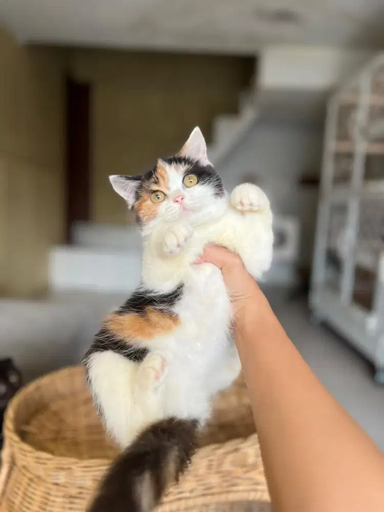 Kucing british shorthair calico