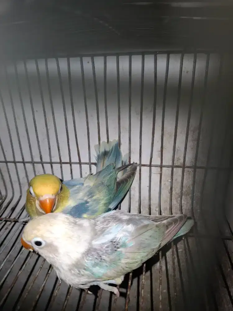 Lovebird paud prediksi sepasang
