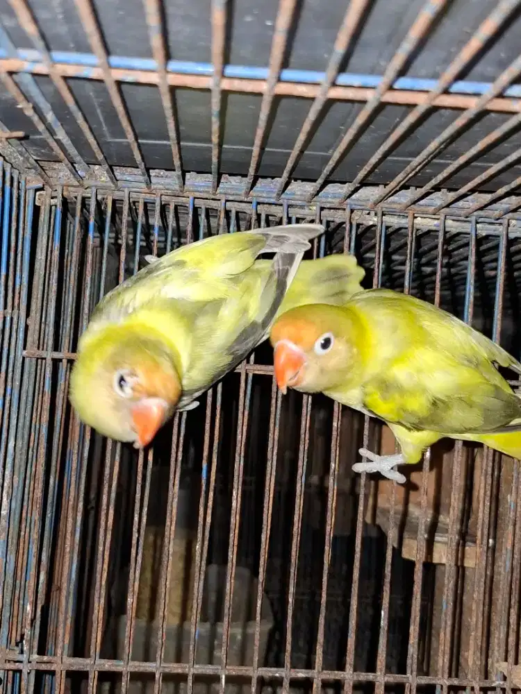 Lovebird epasang induk